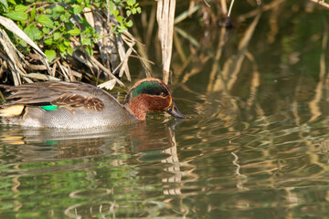 teal duck marsh bird italy europe