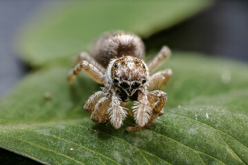 Fotografía macro de una araña sobre una hoja verde.
