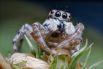 Fotografía macro de una araña sobre una hoja verde.
