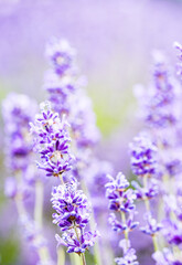 Cotswolds lavender blooms at Snowshill Lavender Farm at Snowshill.