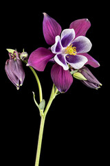Fototapeta na wymiar Purple flower of aquilegia, blossom of catchment closeup, isolated on black background
