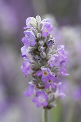 Cotswolds lavender blooms at Snowshill Lavender Farm at Snowshill.
