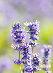 Cotswolds lavender blooms at Snowshill Lavender Farm at Snowshill.