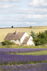 Fototapeta na wymiar Rows of Cotswolds lavender at Snowshill Lavender Farm