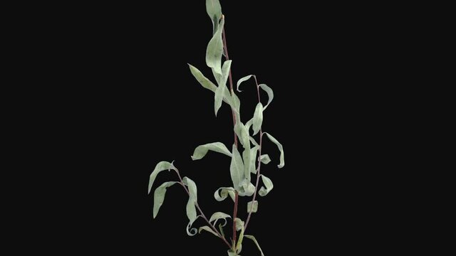Time-lapse of resurrection dried up Willow (or sallows or osiers) branch leaves 3c3-rev in RGB + ALPHA matte format isolated on black background, time reverse

