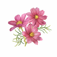 Obraz premium Bouquet with pink flower of cosmea (Cosmos bipinnatus, Mexican aster, garden cosmos). Watercolor hand drawn painting illustration isolated on white background.