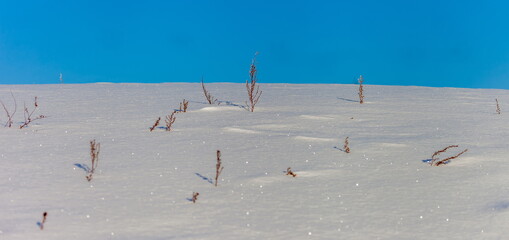 Dry blades of grass on a background of sparkling snow and blue sky close up in a field in winter