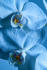 blue orchid flowers in the detail