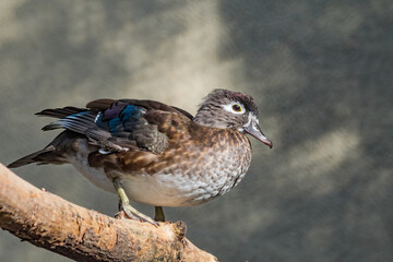Fototapeta premium Wood Duck (Aix sponsa) female in Los Angeles County arboretum, Los Angeles, California, USA