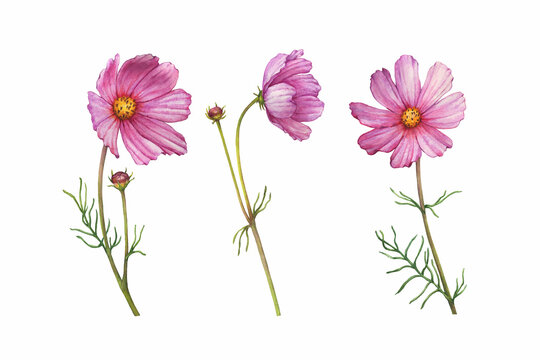 Set with pink flower of cosmea (Cosmos bipinnatus, Mexican aster, garden cosmos). Watercolor hand drawn painting illustration isolated on white background.
