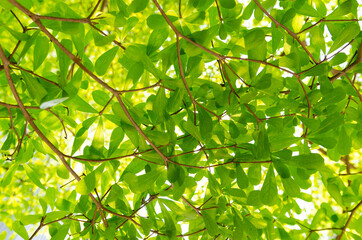Fototapeta na wymiar background and texture of green leaves in nature on tree. Terminalia ivorensis Chev tree.