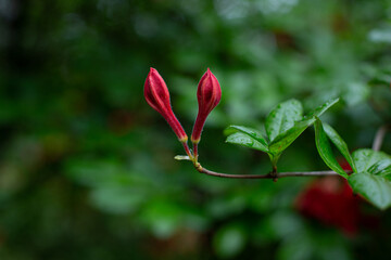 red rose bud