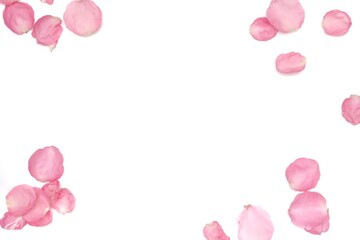 Fototapeta premium Blurred a group of sweet pink rose corollas on white isolated with copy space and softy style 