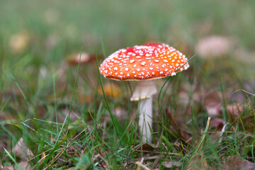 Fly agaric mushroom