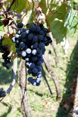 A close up of black grapes from a branch