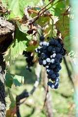 A close up of black grapes from a branch
