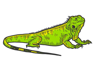 Iguana sketch, drawing a big lizard. Apparel print design color