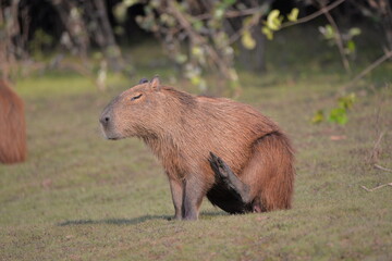 Capybara