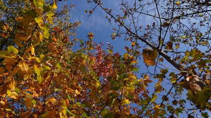 autumn leaves against blue sky