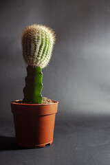 Cactus in a pot on a black background
