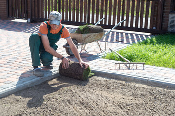 Natural Grass Turf Professional Installer. Gardener Installing Natural Grass Turfs Creating Beautiful Lawn Field.