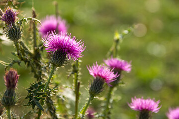 milk thistle in selective focus