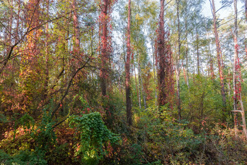 Fototapeta premium Forest with trees entwined with climbing plants in autumn