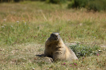 Naklejka na ściany i meble attentive alpine marmot somewhere in the swiss mountains