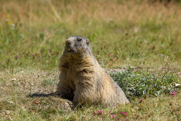 an alpine marmot sitting on the ground