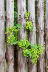 Background of hops branches with cones against the palisade