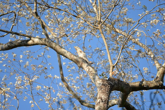 Common Potoo