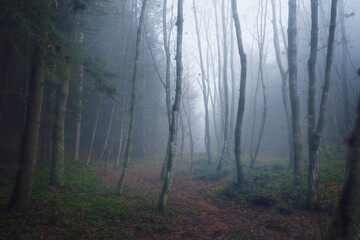 nebbia nel bosco