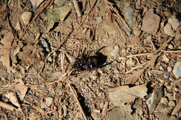 地面の上で仰向けになっている甲虫の死骸