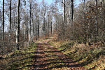 Herbstlicher Wanderweg am Großen Inselsberg (916 m )   bei Brotterrode, Thüringer Wald