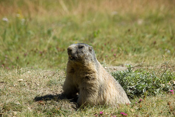 Close up of an alpine marmot on a meadow