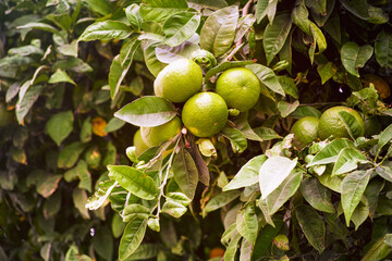 Green tangerines growing on the tree.