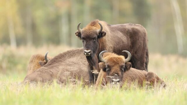 European bison