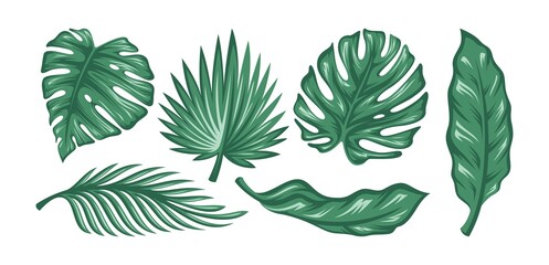 Fototapeta na wymiar Set of palm leaves isolated on white background. Vector