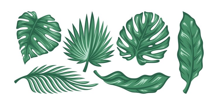 Set of palm leaves isolated on white background. Vector © Illusletra