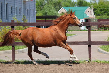 Sports race horse galloping in summer ranch