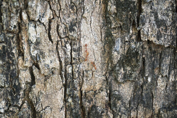 Red ant on the bark of a tree Use as a texture image