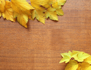 Naklejka na ściany i meble Autumn dry branches with bladder seeds 
