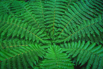 A natural background of lush, green, healthy fern fronds growing on the South Island of New Zealand. - obrazy, fototapety, plakaty