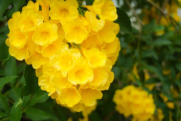 Yellow bell flower or trumpet flower Scientific name is Tecoma stans, selective focus. They form a heart-shaped bush.