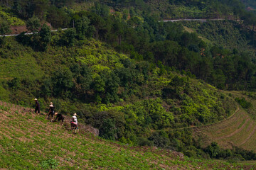 Green Nature mountain step agriculture in Asia, Vietnam, with small hut fully nature love where the farmers worker around, the countryside life in south Asia
