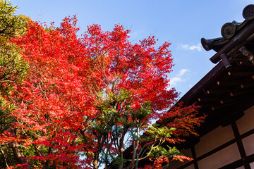 京都の紅葉