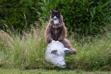 Big Maine coon tomcat plays