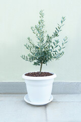 young olive tree in white pot next to the green pastel wall. High quality photo