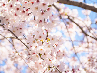 満開の桜