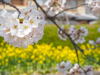 桜と菜の花